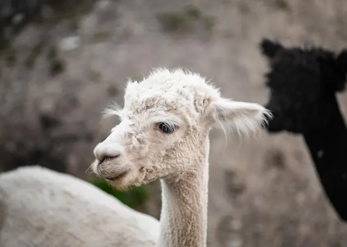 Apartment Aurelio Club / /